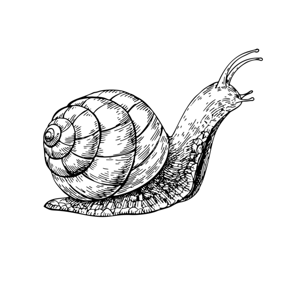 Sketching of a snail